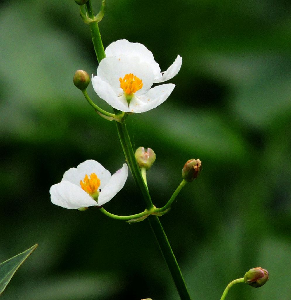 小花 摄影 地上之影