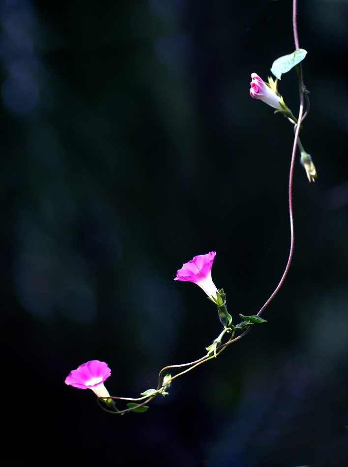 牵牛花 摄影 冷面摄手