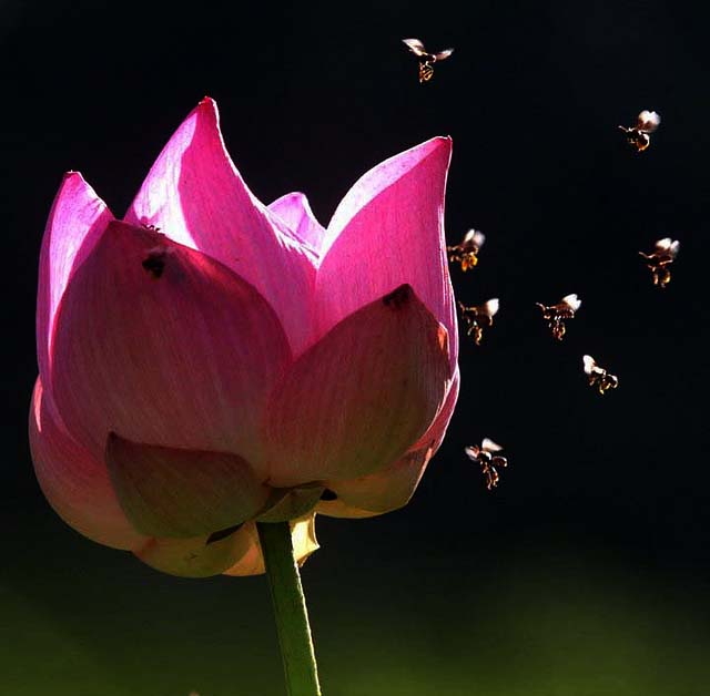 lotus 摄影 葉鍾華