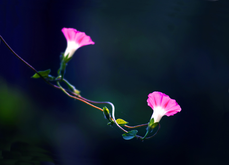 牵牛花 摄影 冷面摄手