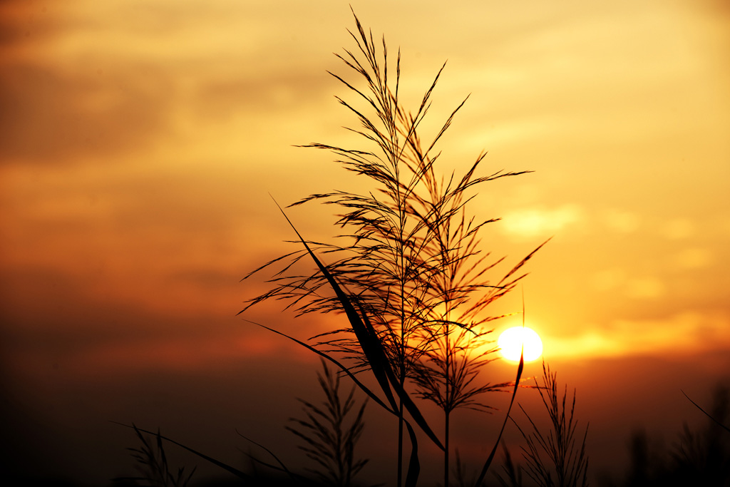 夕阳芦苇 摄影 嵯峨明月