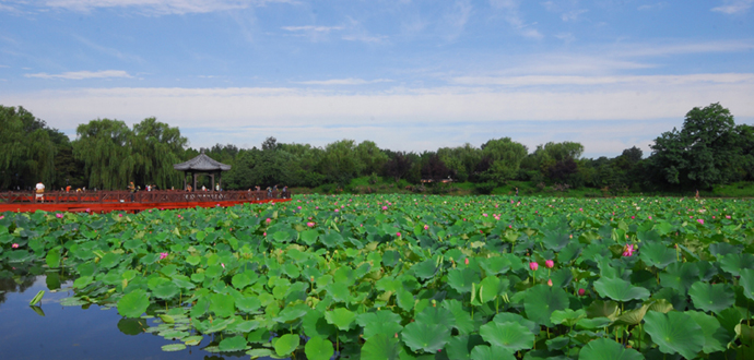 赏荷 摄影 lishuyong