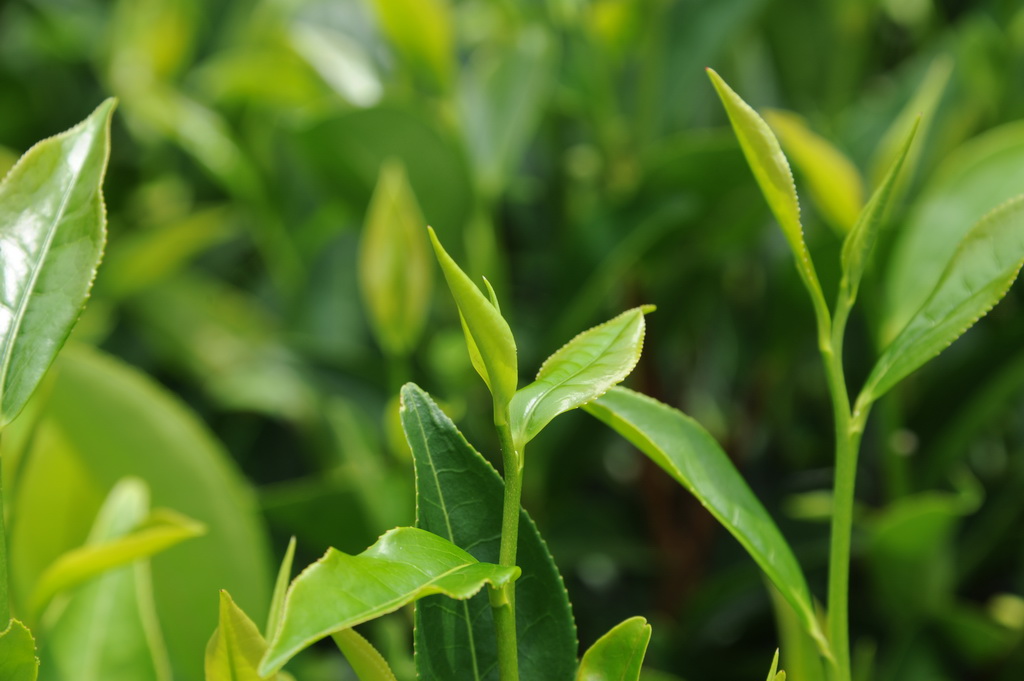 茶之芽 摄影 阳光花园