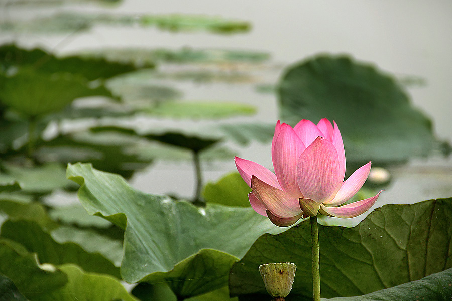 荷花 摄影 星湖