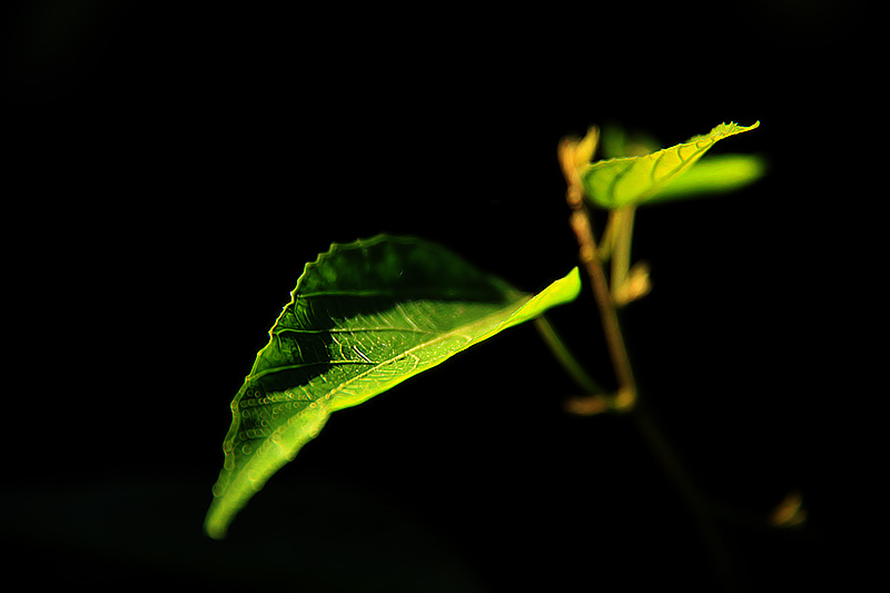 树荫下的绿意 摄影 童話