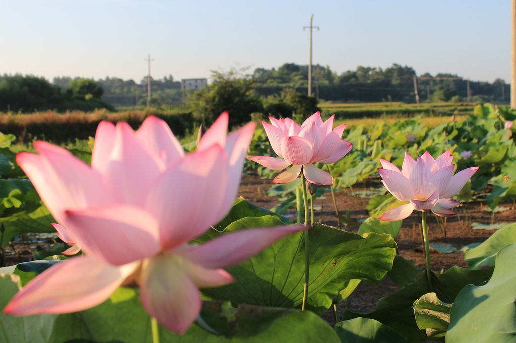 夏日荷花 摄影 老王2012