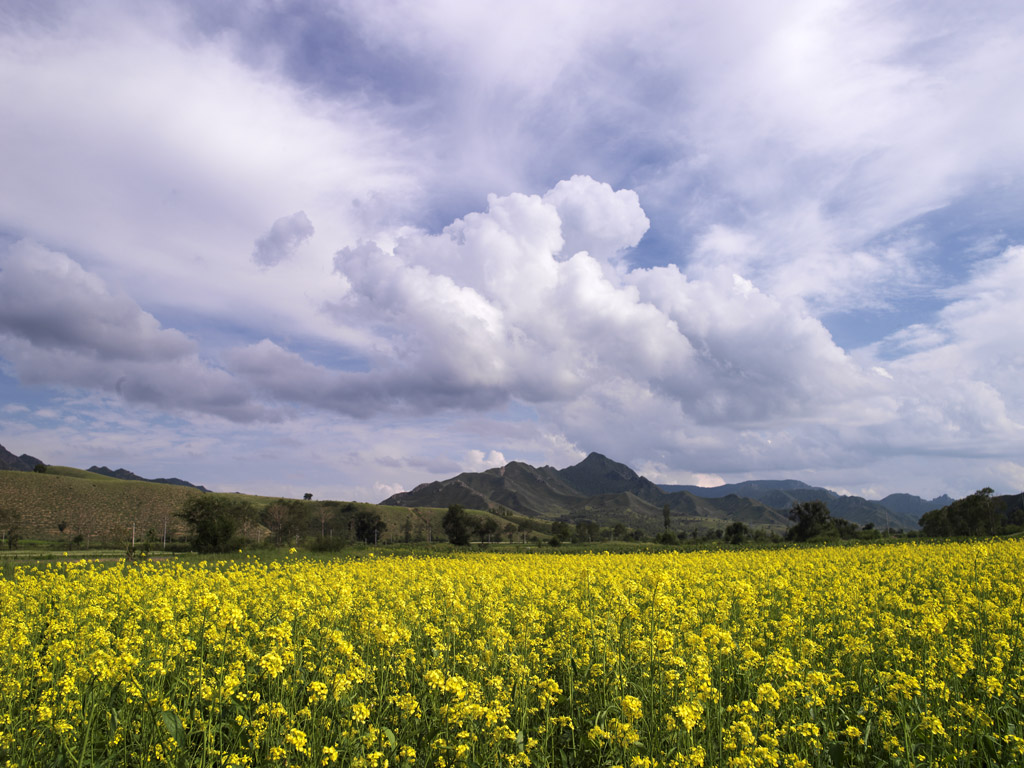 东北内蒙草原风光—坝上油菜花 摄影 自乐翁