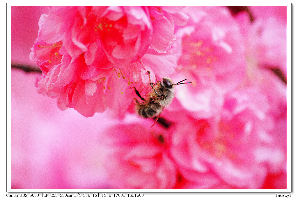 蜜蜂与花朵 摄影 facezyf