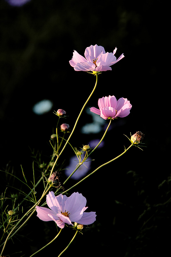 波斯菊 摄影 星湖