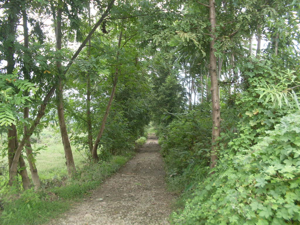 山村小路 摄影 鸿瑞