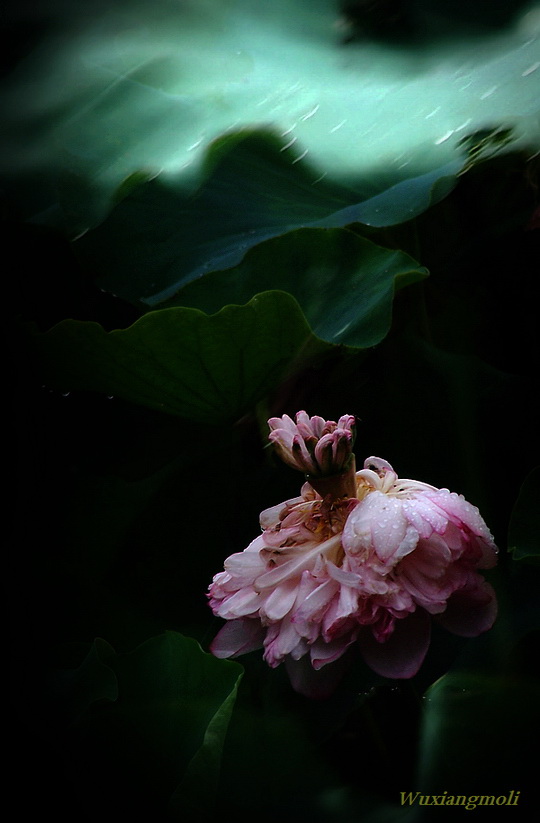 风雨中…… 摄影 无香茉莉