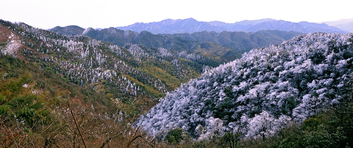 阳明山雾淞 摄影 阿凤