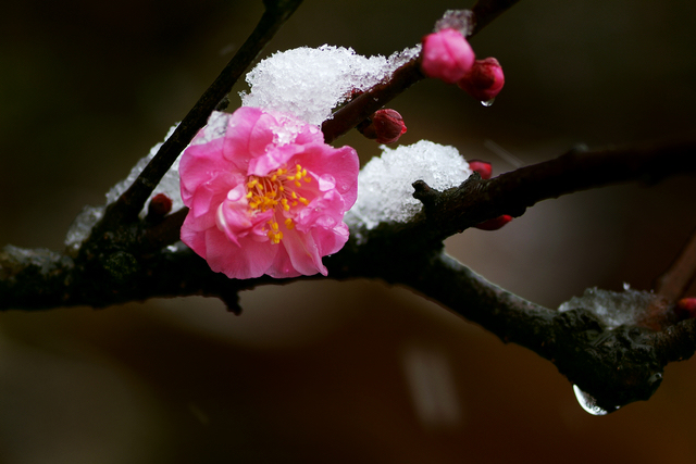 雪梅 摄影 紫莱卡