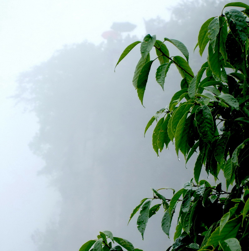 雨中乐 摄影 山海扬波