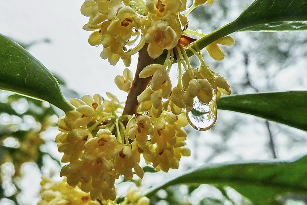 金桂飘香 摄影 野茵