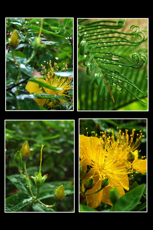 春雨春花 摄影 摄行之影