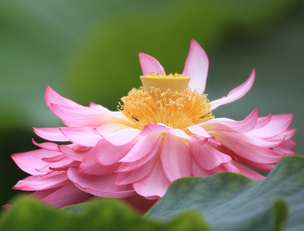 荷花 摄影 小小学徒