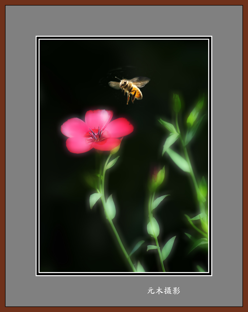 小花蜜蜂 摄影 元木