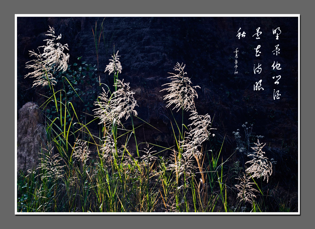 野菊他乡酒 芦花满眼秋 摄影 heiwa