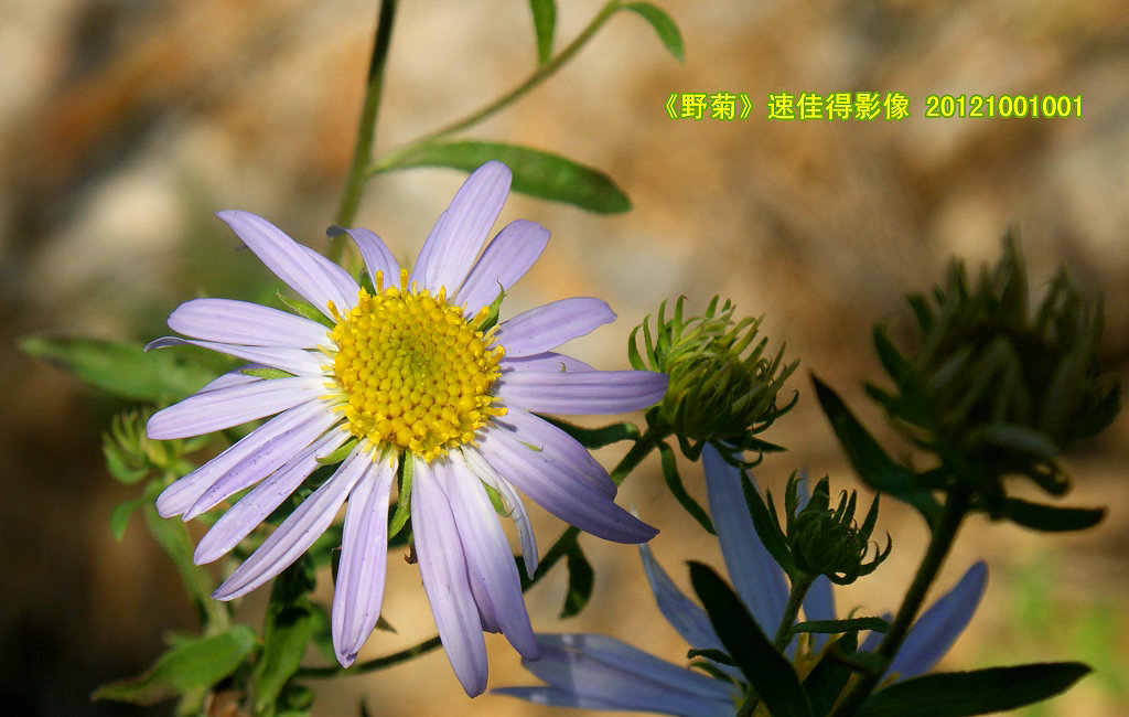 野菊 摄影 速佳得