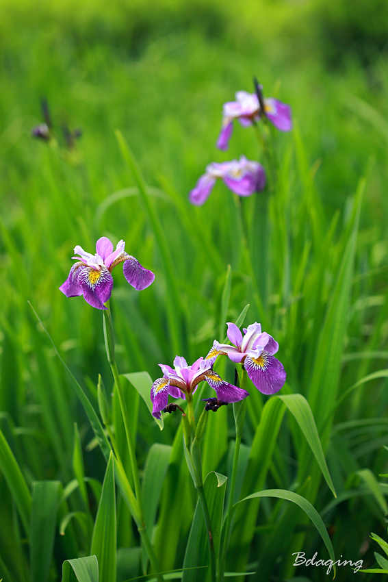 菖蒲花 摄影 Bdaqing