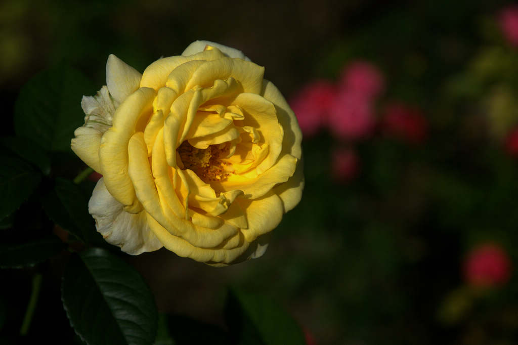 节日好 摄影 菜鸟视界