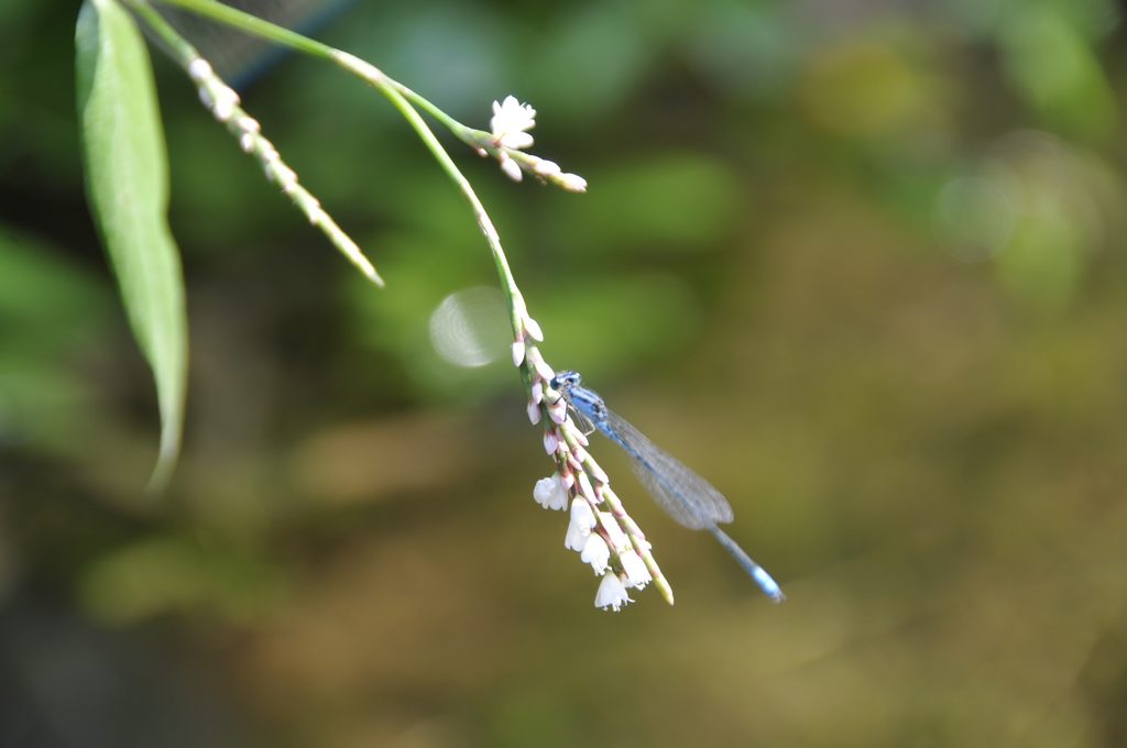 蜻蜓 摄影 晓晓晓虎