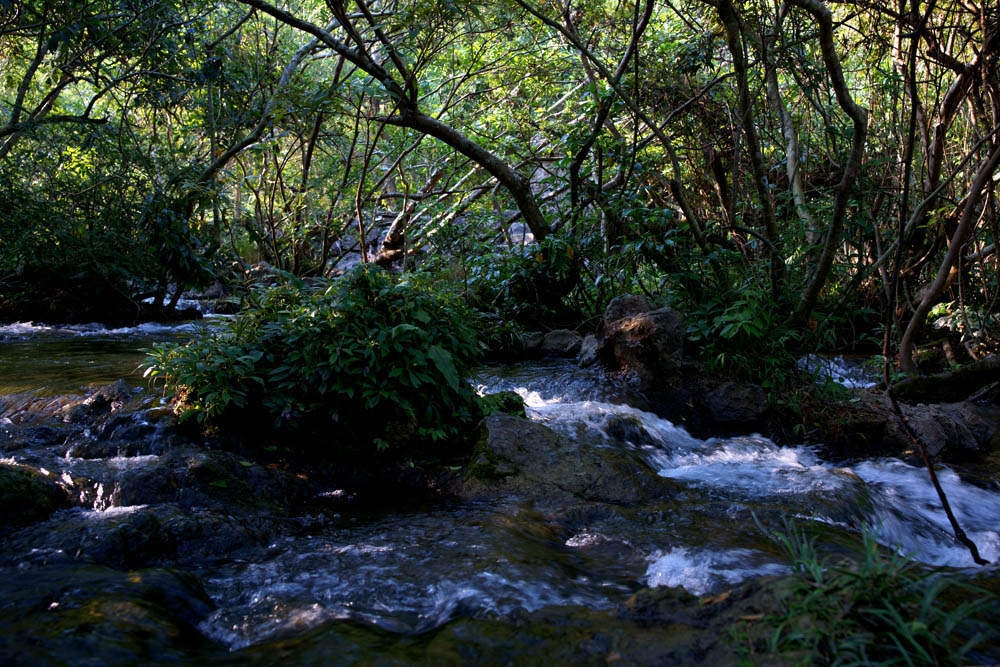 贵阳荔波水上森林小景 摄影 吴聪全