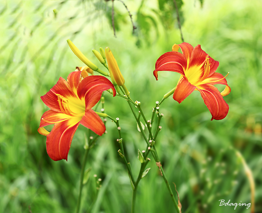 萱草花 摄影 Bdaqing