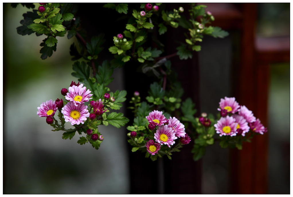 不是花中偏爱菊，此花开尽更无花。――唐元稹《菊花》 摄影 好山好水