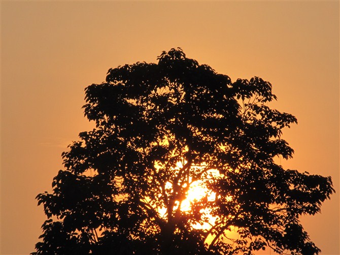 夕阳树 摄影 谷岸