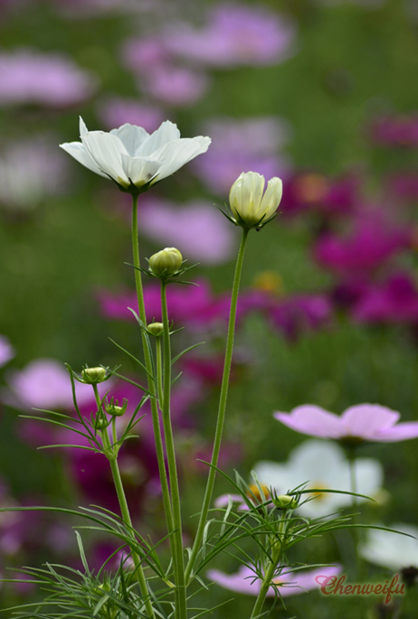 小花 摄影 桂湖常客