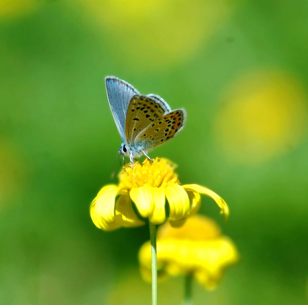 蝶恋花 摄影 lvyeqingchua