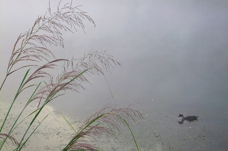 龙舒河晨雾2 摄影 丰雨