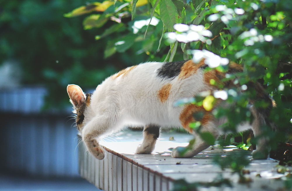 猫步优雅 摄影 luzhouzjy