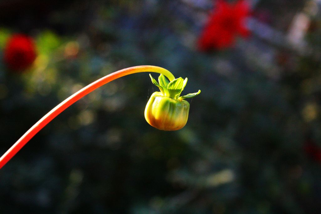 花蕾 摄影 菲雪儿