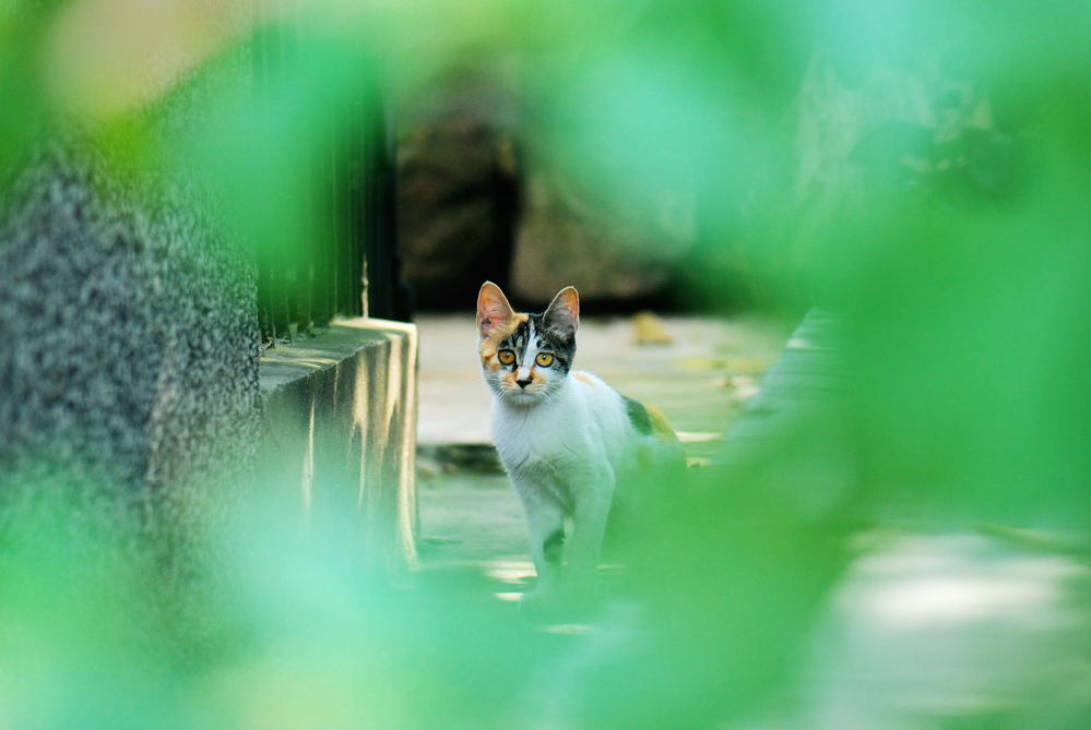 隔叶瞧猫 摄影 luzhouzjy