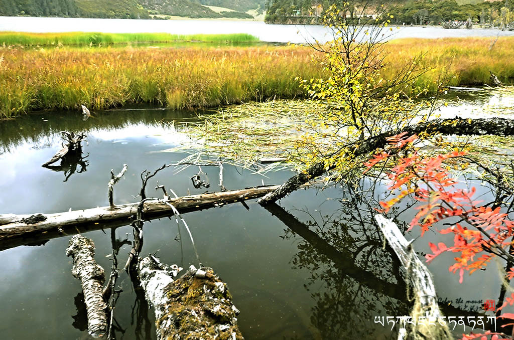 香格里拉E 摄影 彩色鼠标