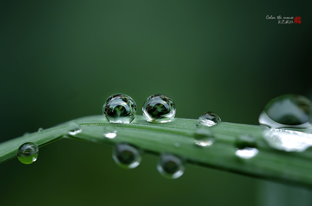 雨露a 摄影 彩色鼠标