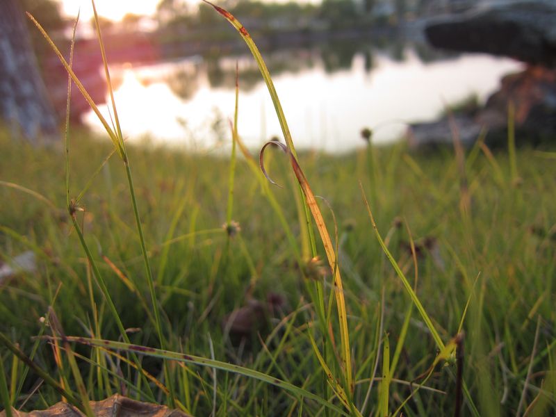 夕阳，小草 摄影 高渐飞