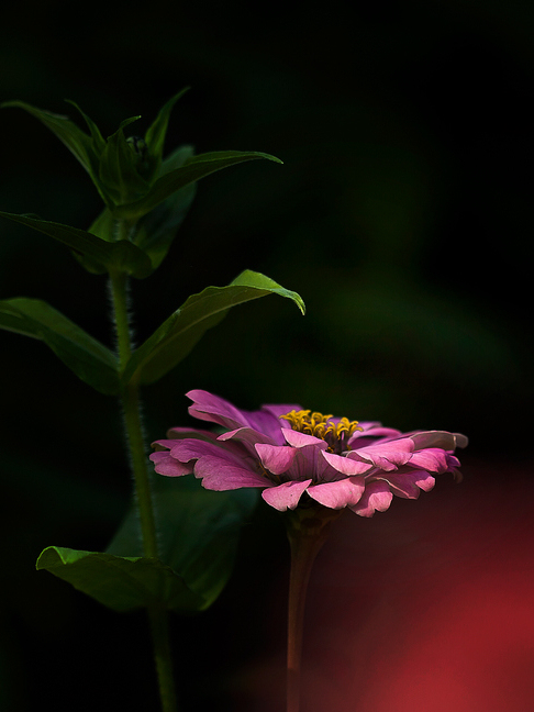 菊 摄影 本溪秋雨