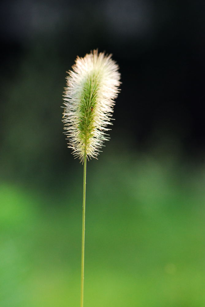 草青青 摄影 luzhouzjy