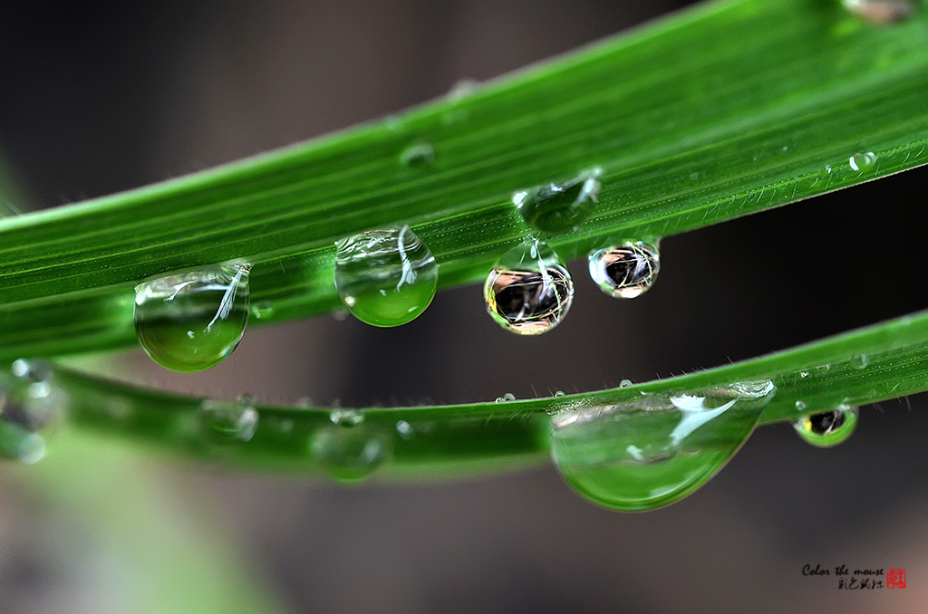 雨露b 摄影 彩色鼠标