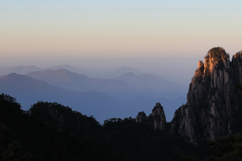 黄山 摄影 梧桐树6676