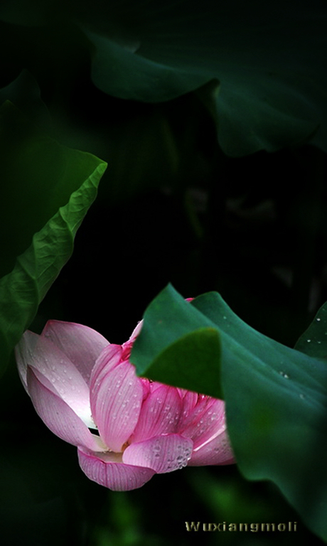 雨中情（3） 摄影 无香茉莉