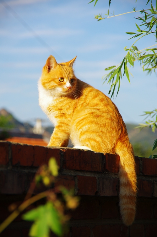 猫 摄影 先知三日