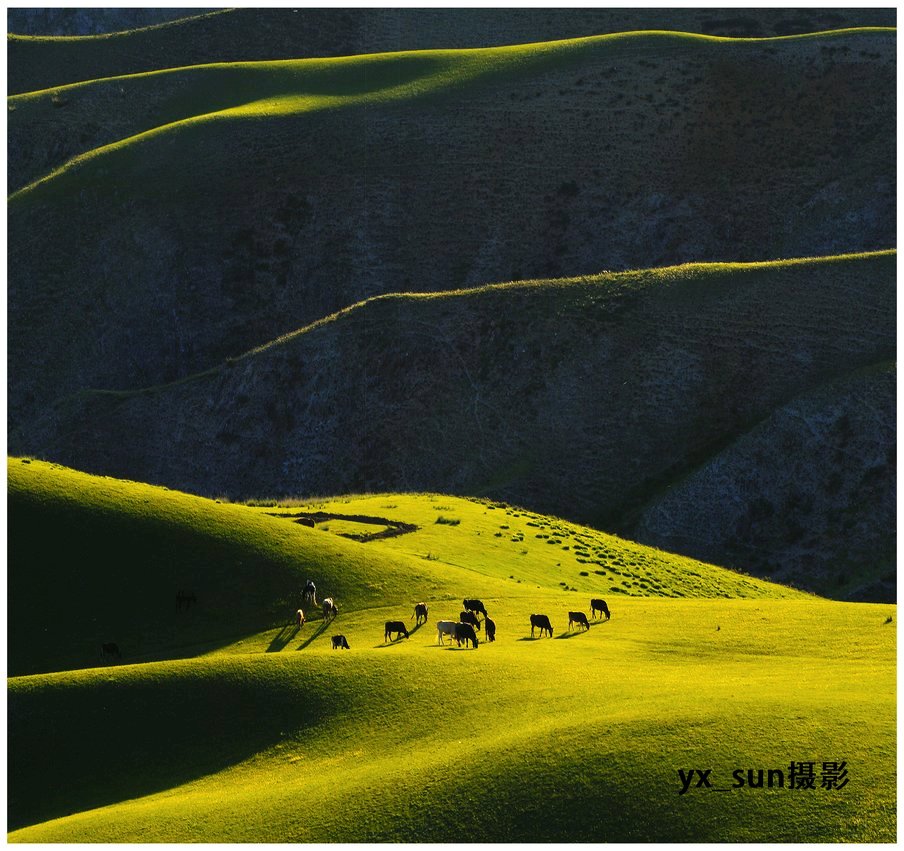 草原之春---伊犁草原 摄影 yx_sun