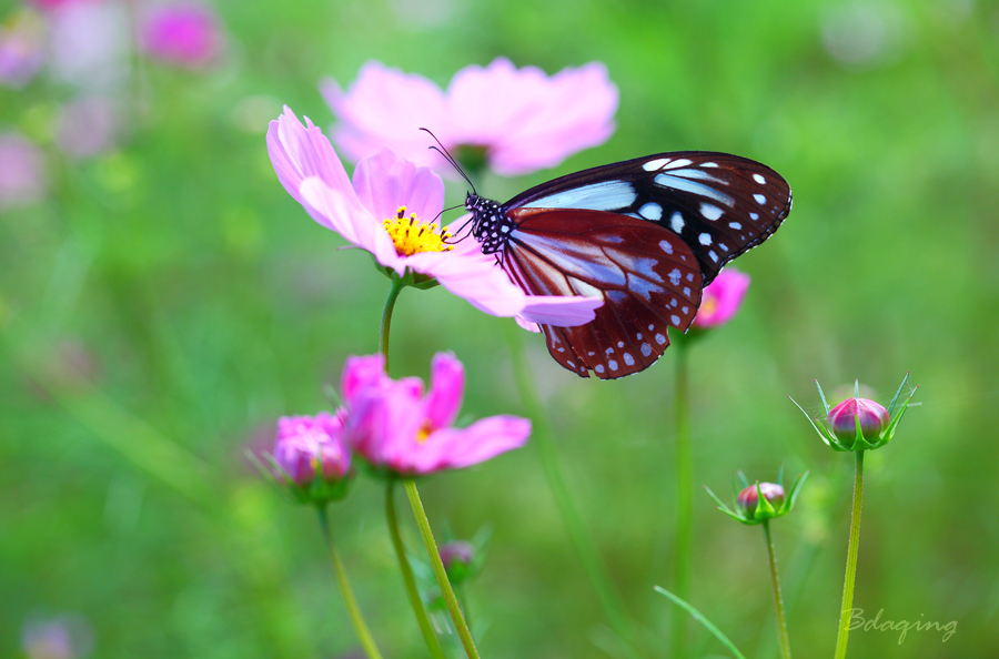 蝶恋花 摄影 Bdaqing