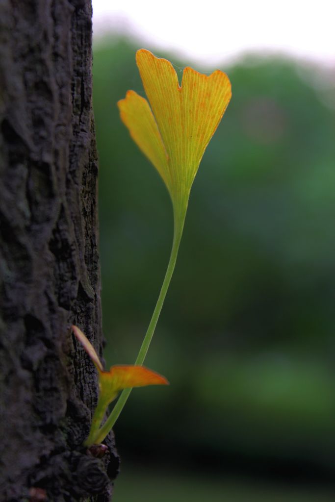 节外生枝 摄影 老王2012