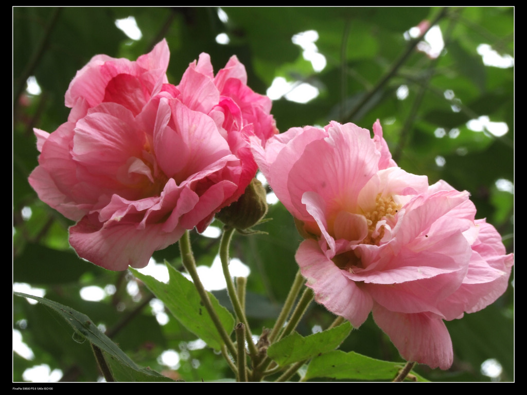 芙蓉花 摄影 jusheng